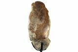 Polished Fossil Mosasaur Vertebra w/ Metal Stand - Texas #350881-3